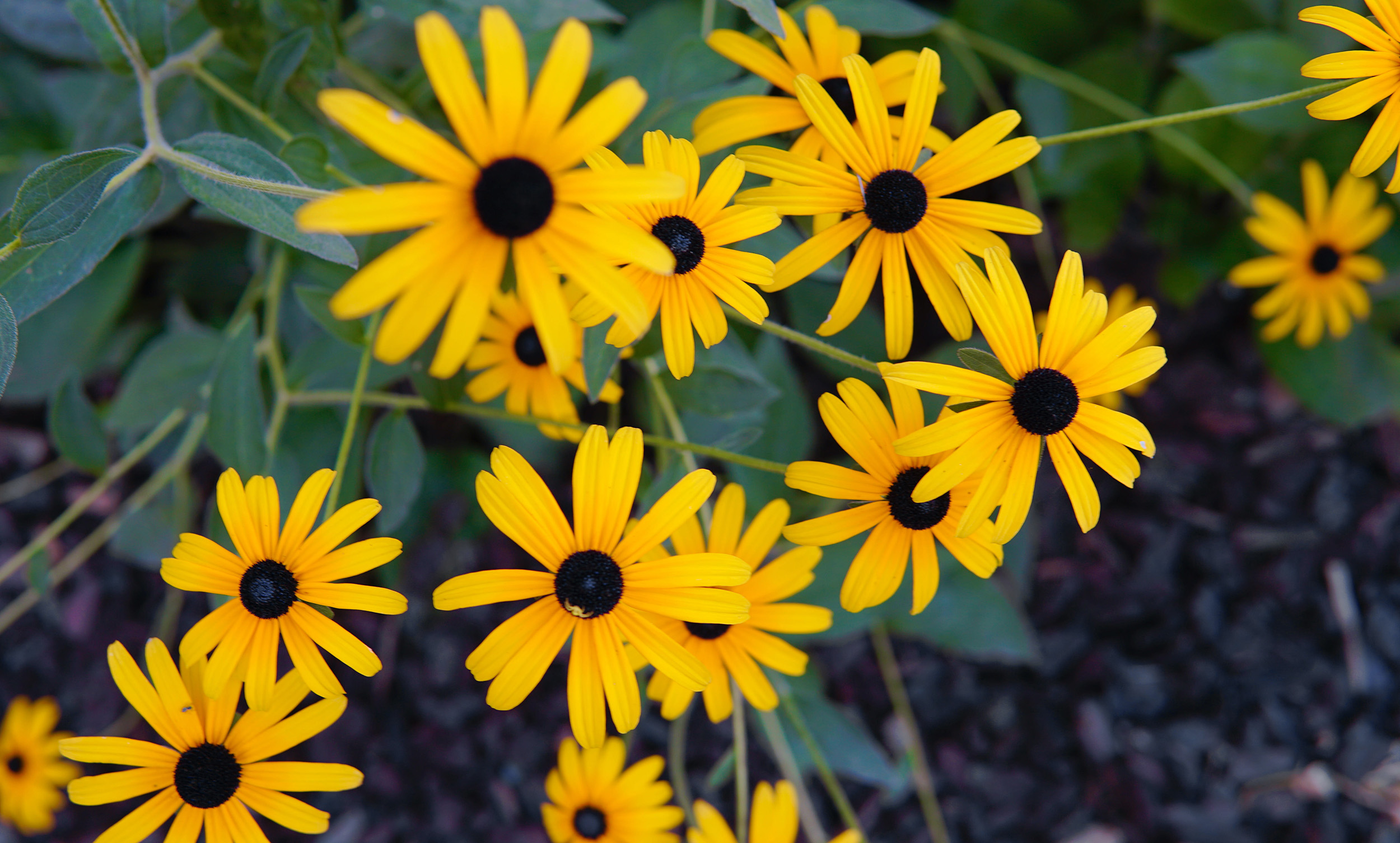 Gelbe Blumen im Beet