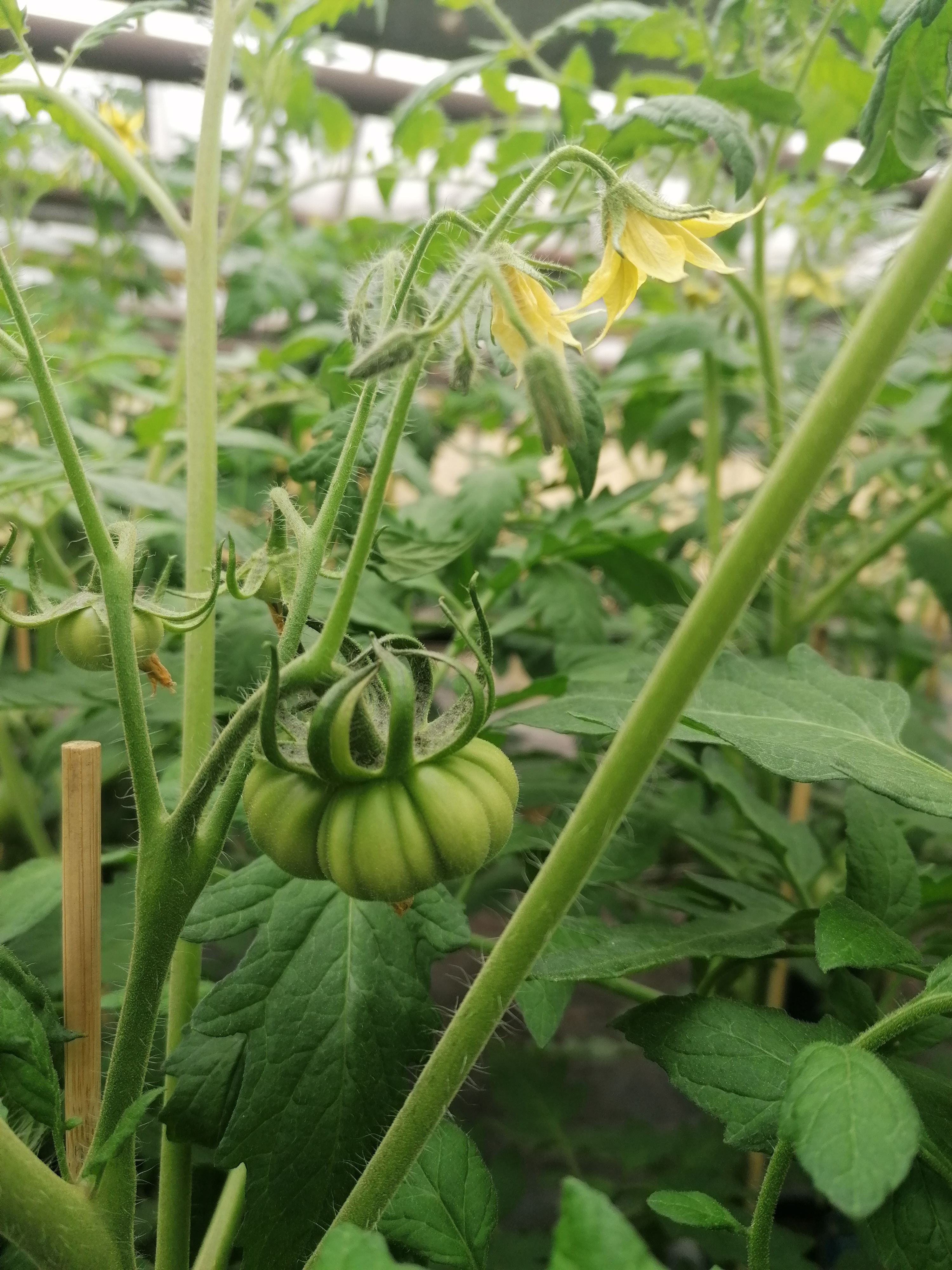 Bild von Bäumen in einer Reihe