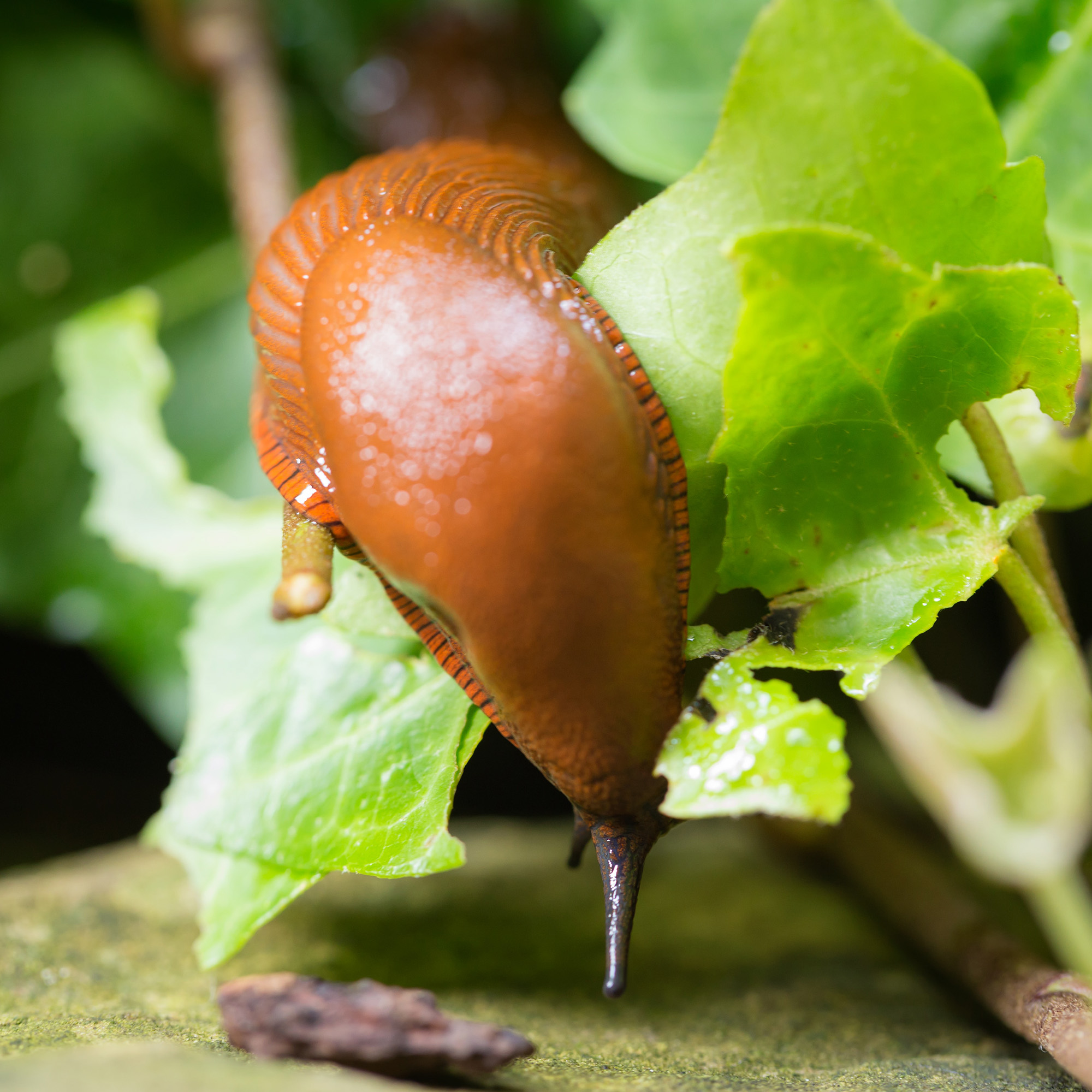 Schnecke frisst Salat