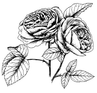 Zeichnung einer Rose