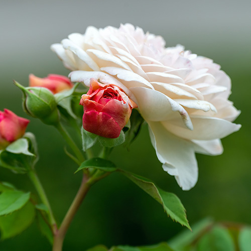 Creme farbende Rose