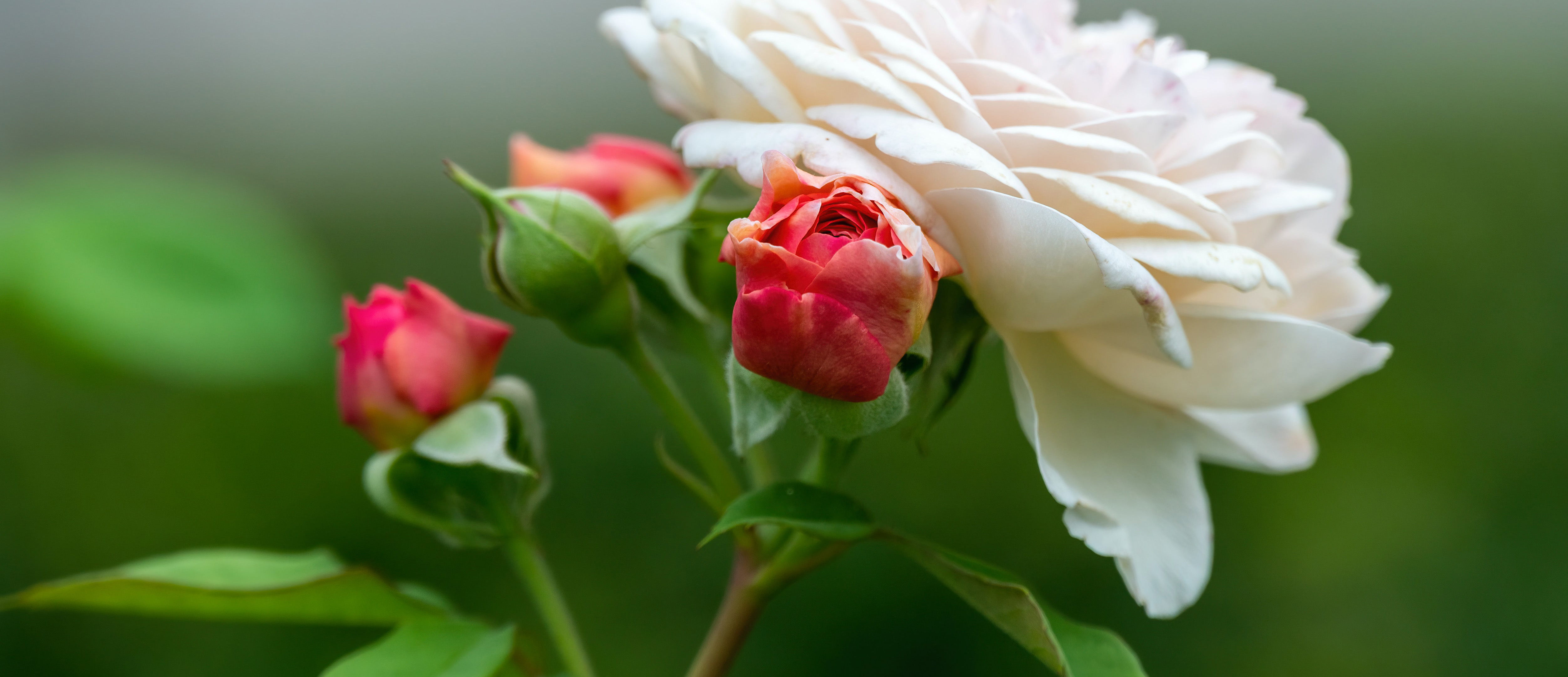 Creme farbende Rose