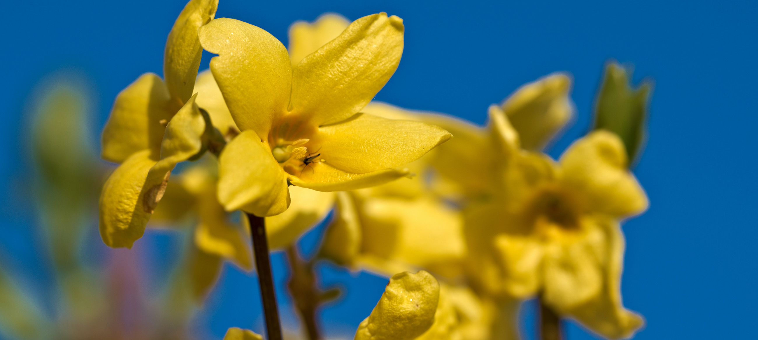 Forsythie