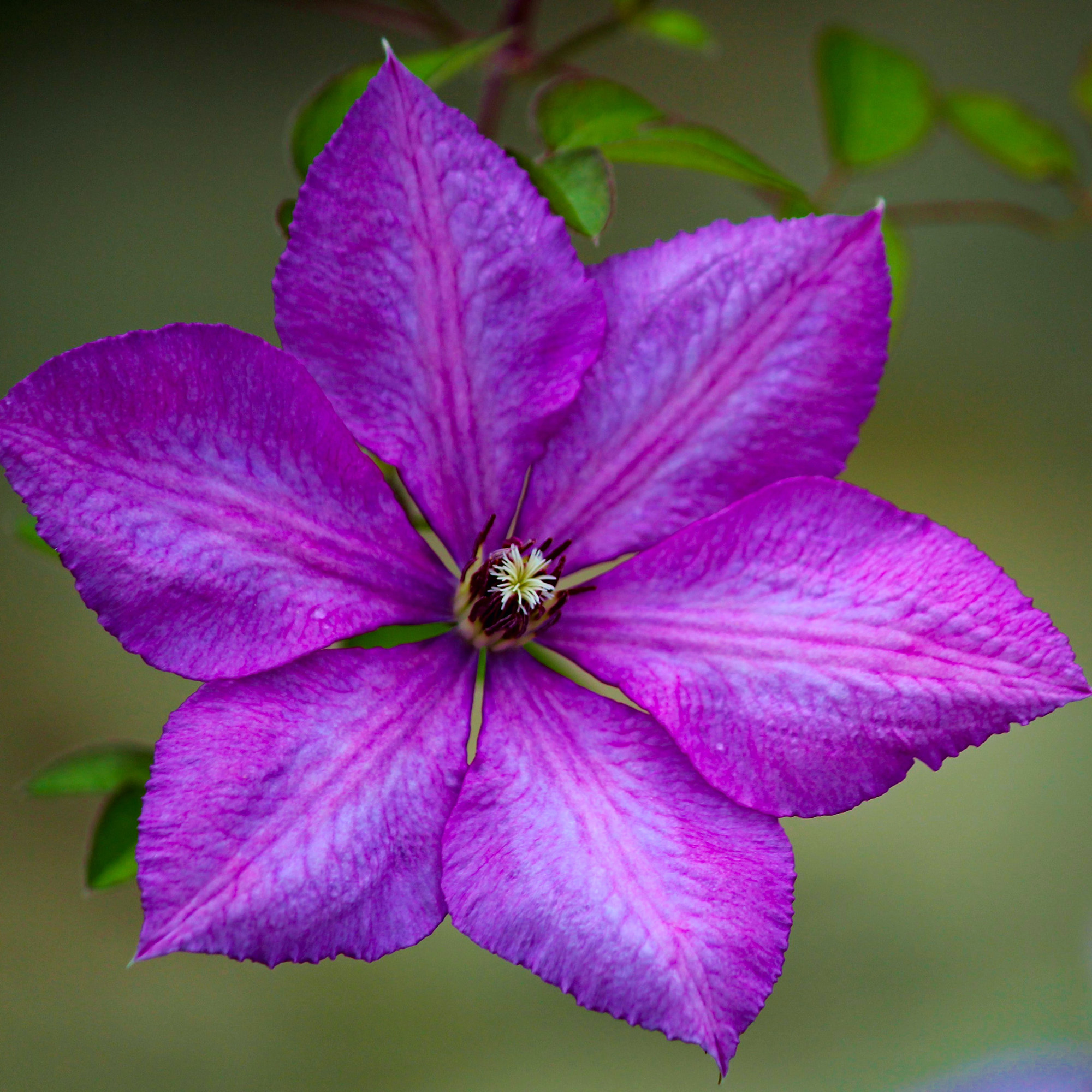 Clematis Blüte