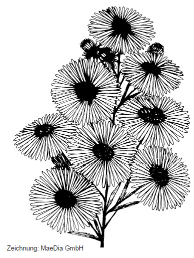 Aster Zeichnung