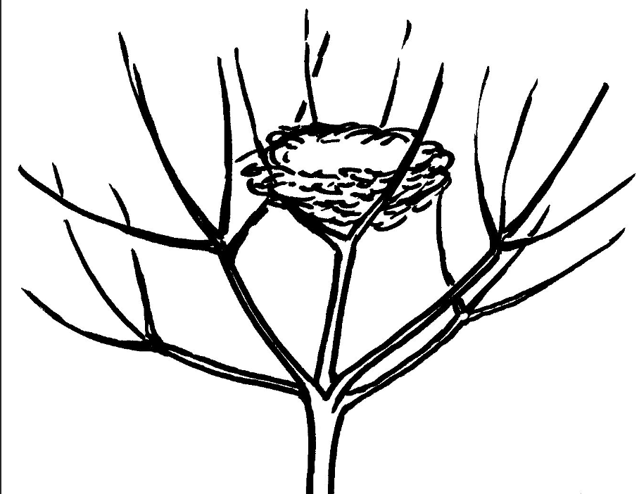 Zeichnung eines Vogelnests