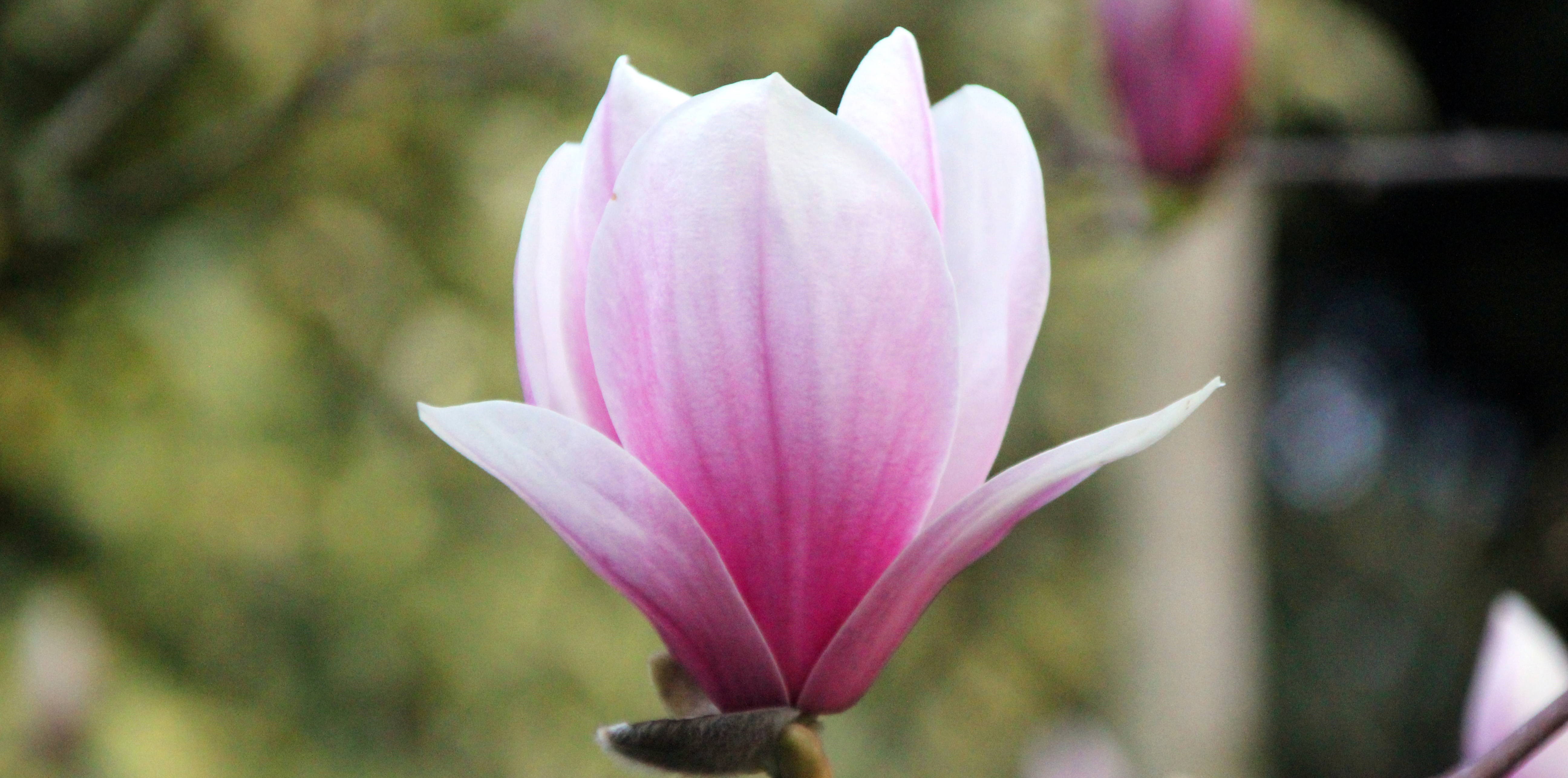 Magnolie