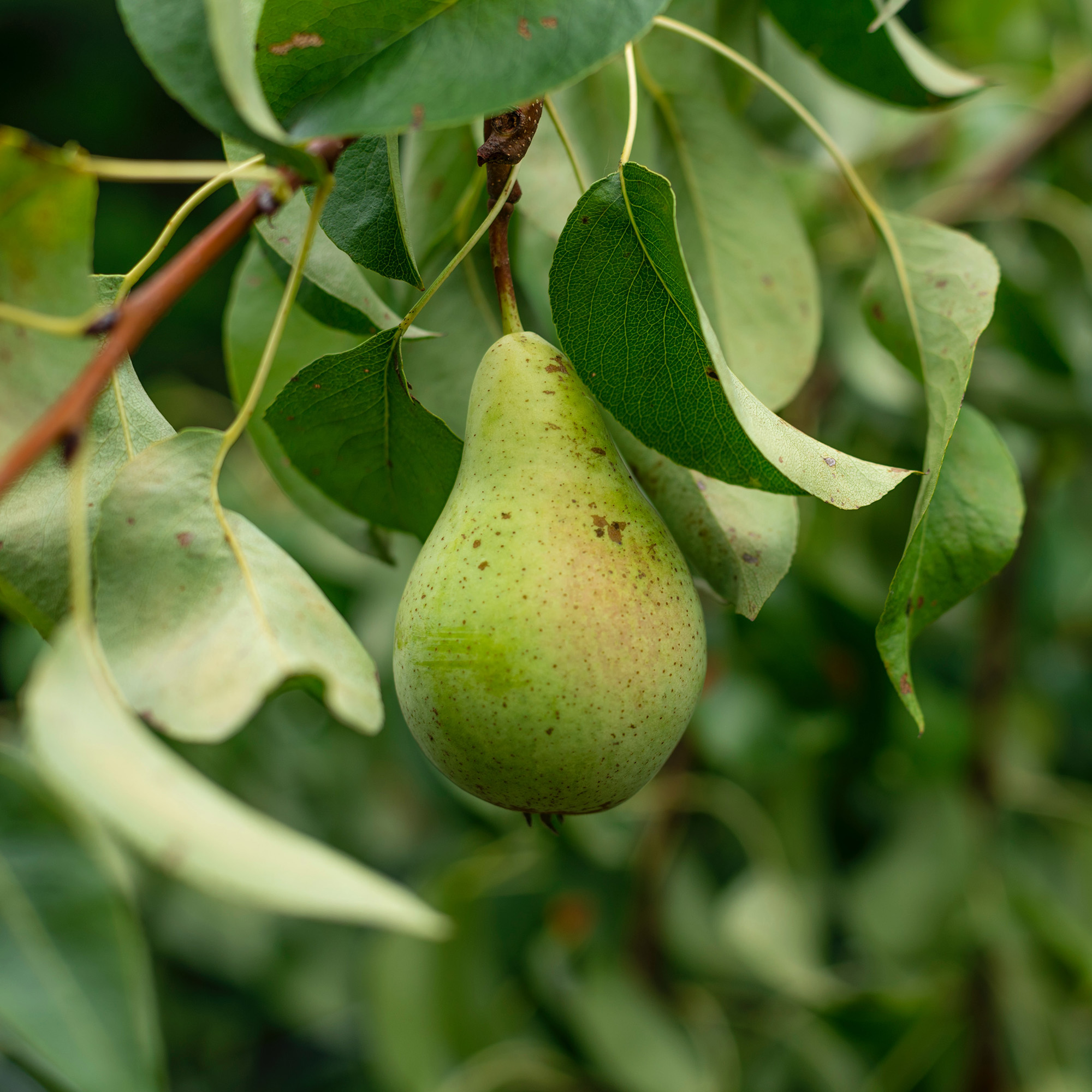 Birne am Birnenbaum