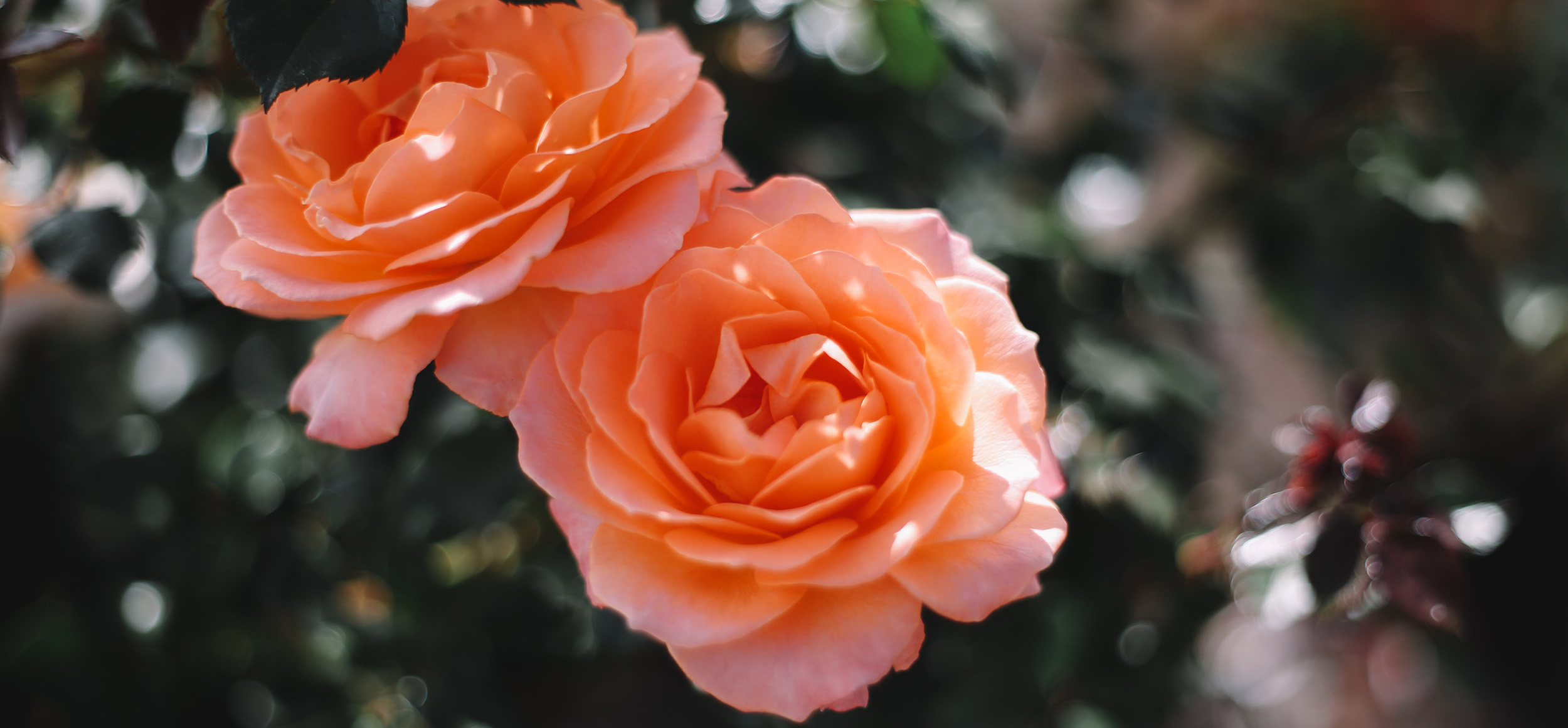 Zwei Rosenblüten