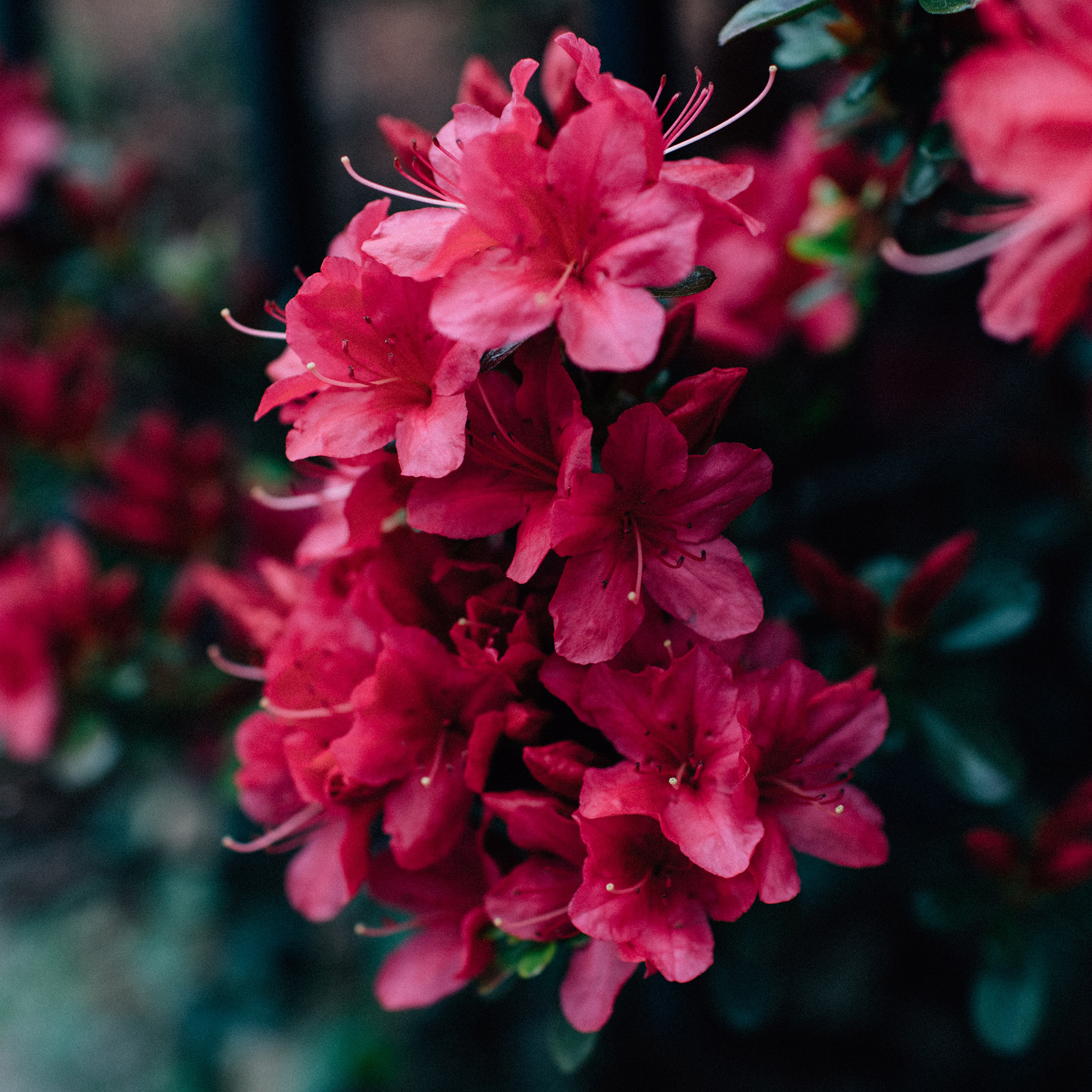 Rhododendron