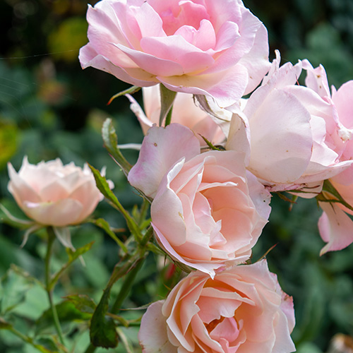 Rosenblüten in rosa