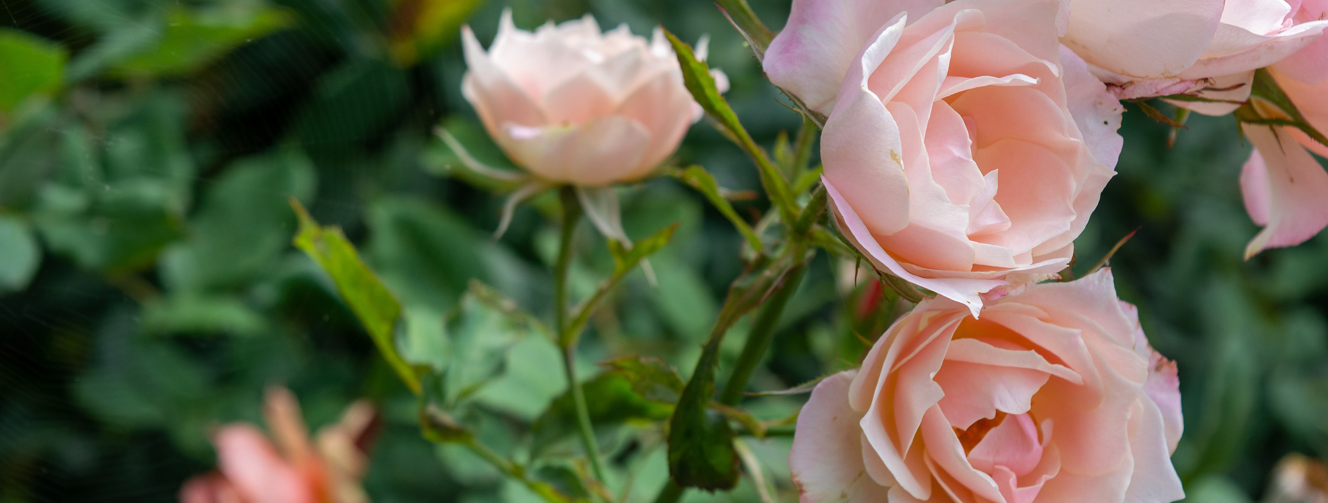 Rosenblüten in rosa