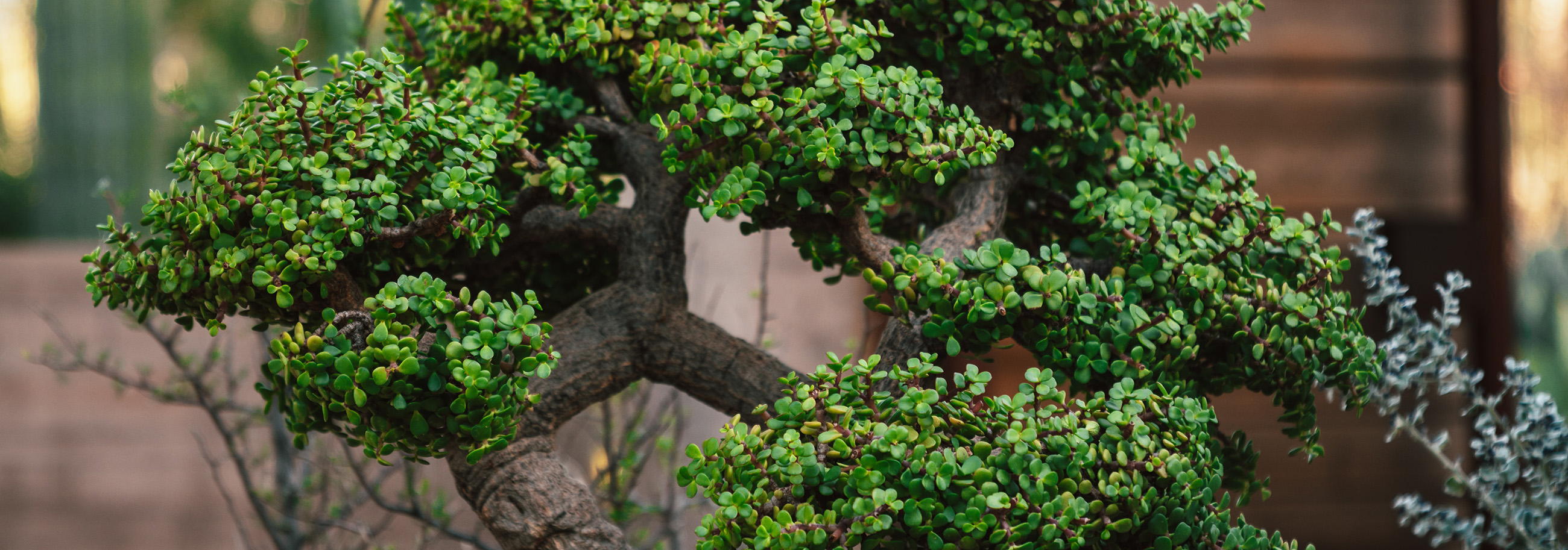 Bonsai