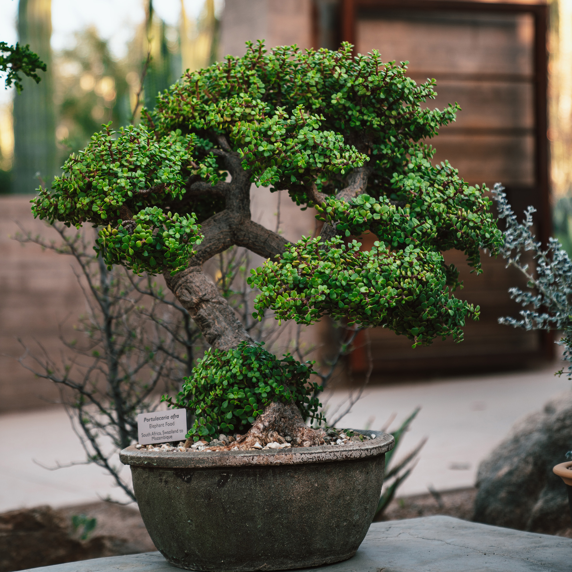 Bonsai