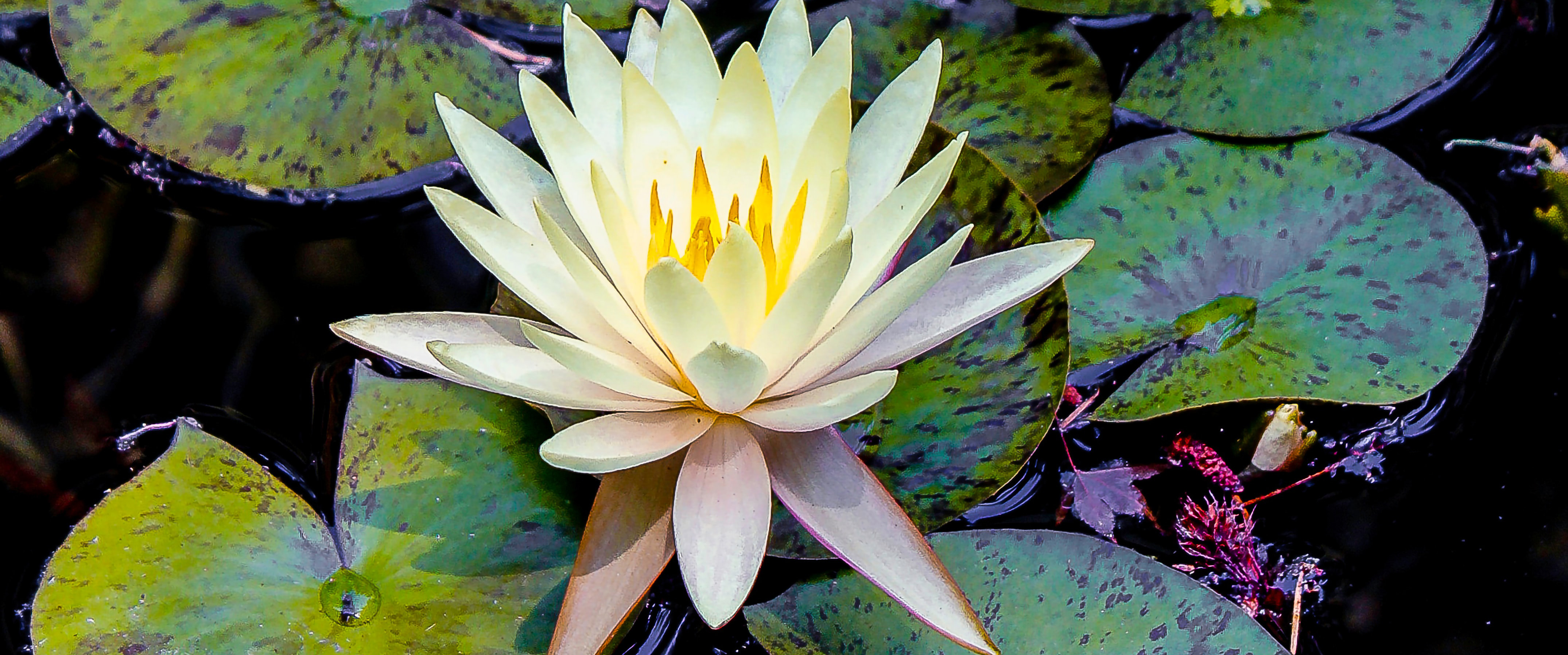 Gelbe Seerosen auf einem Teich