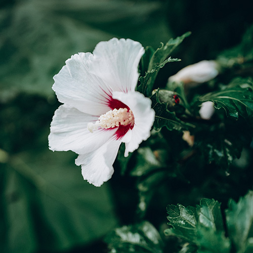 Weißer Hibiskus