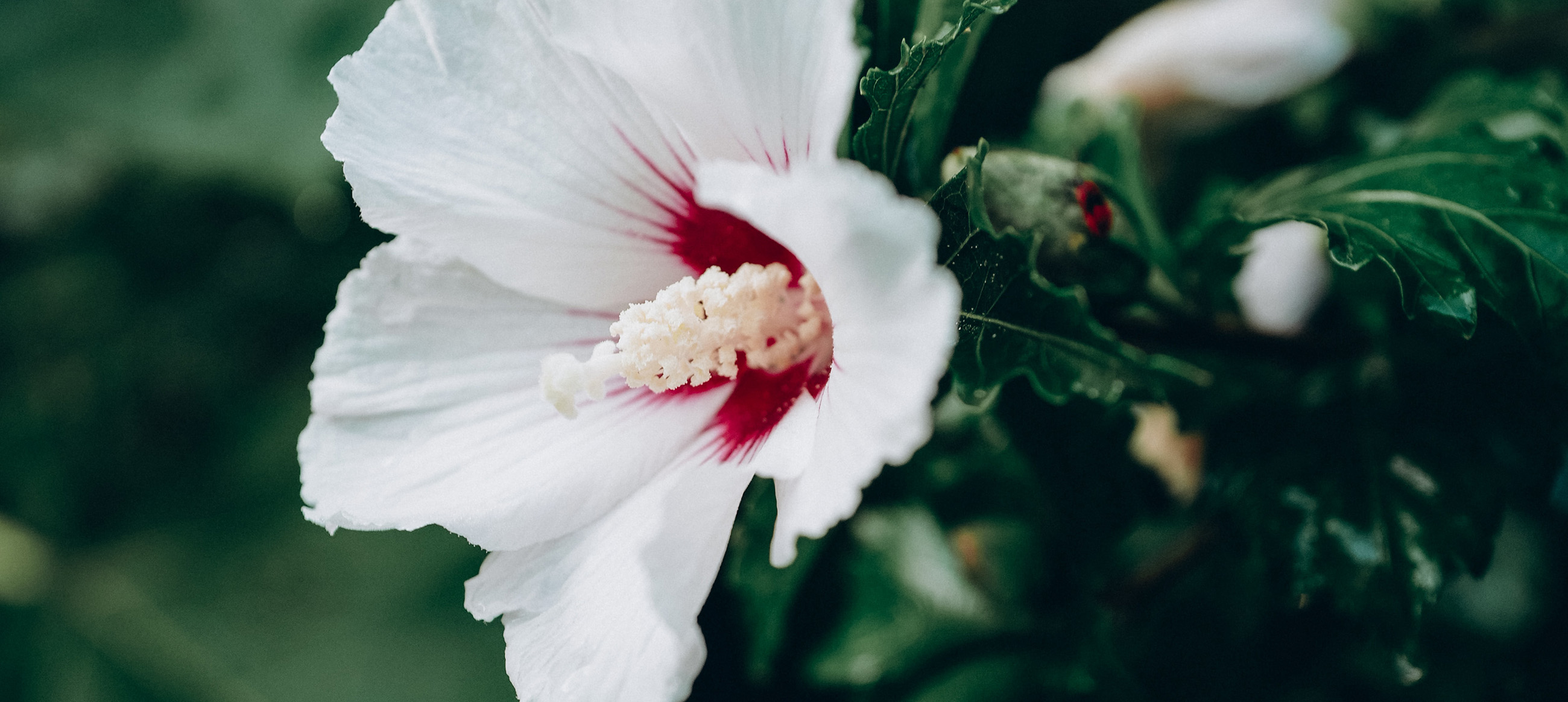 Weißer Hibiskus
