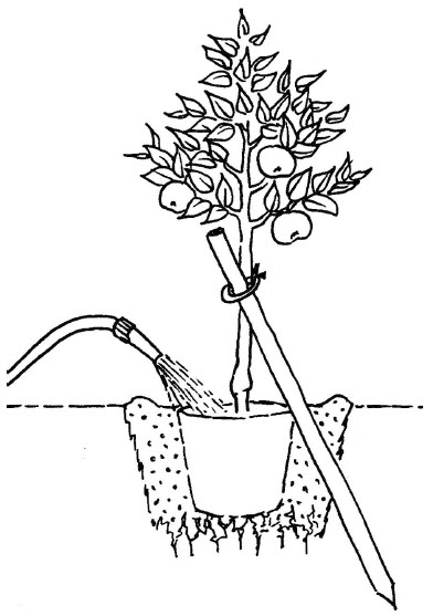 Obstbaum Zeichnung