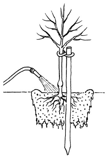 Obstbaum Zeichnung