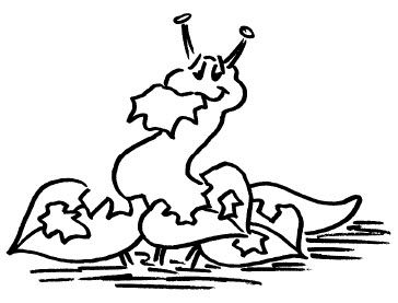 Zeichnung Schnecke frisst Blatt