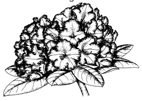 Zeichnung Hortensie